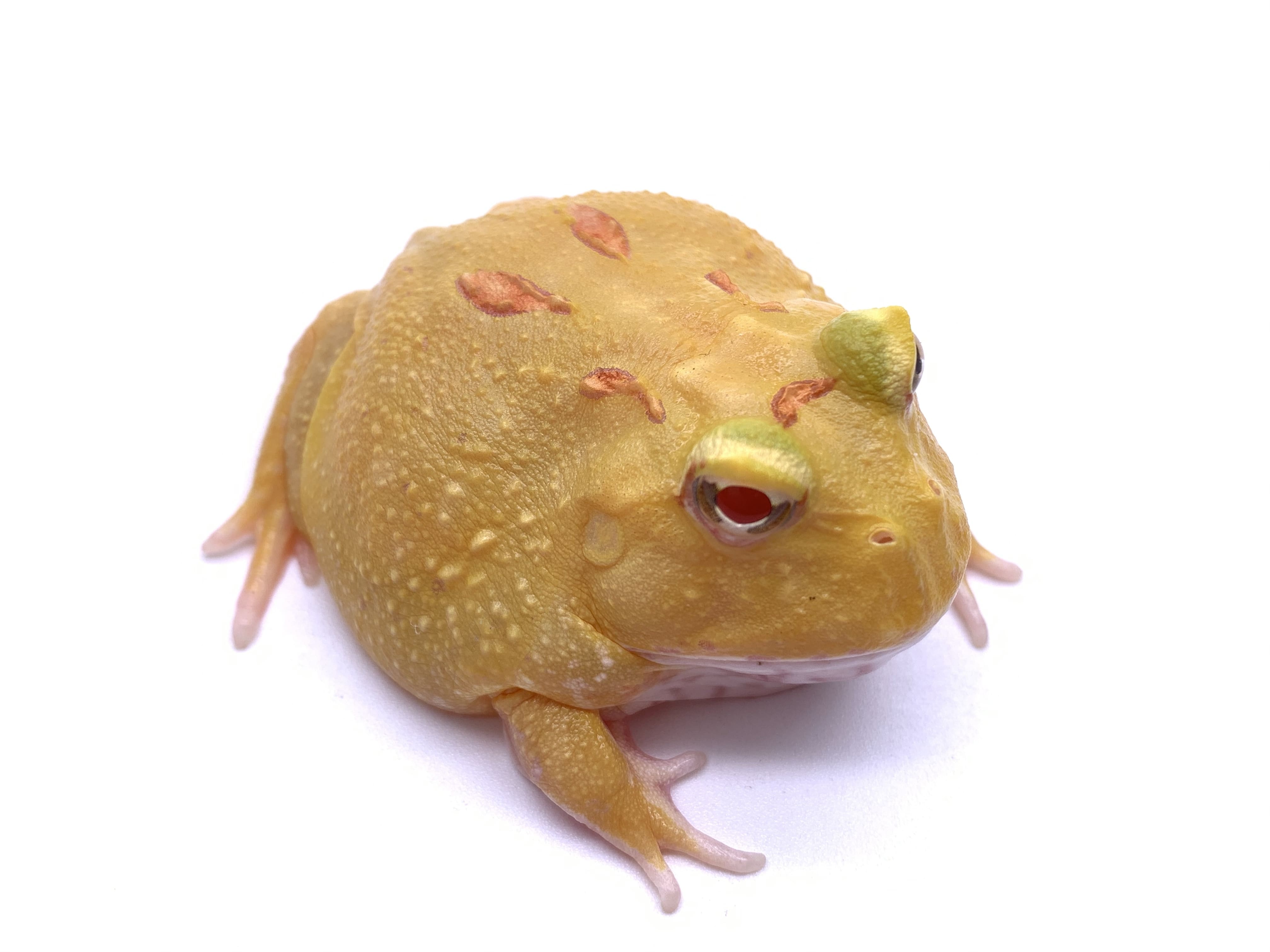 Pikachu Pacman Frog